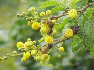 Acacia