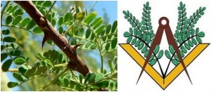 acacia and massoneria